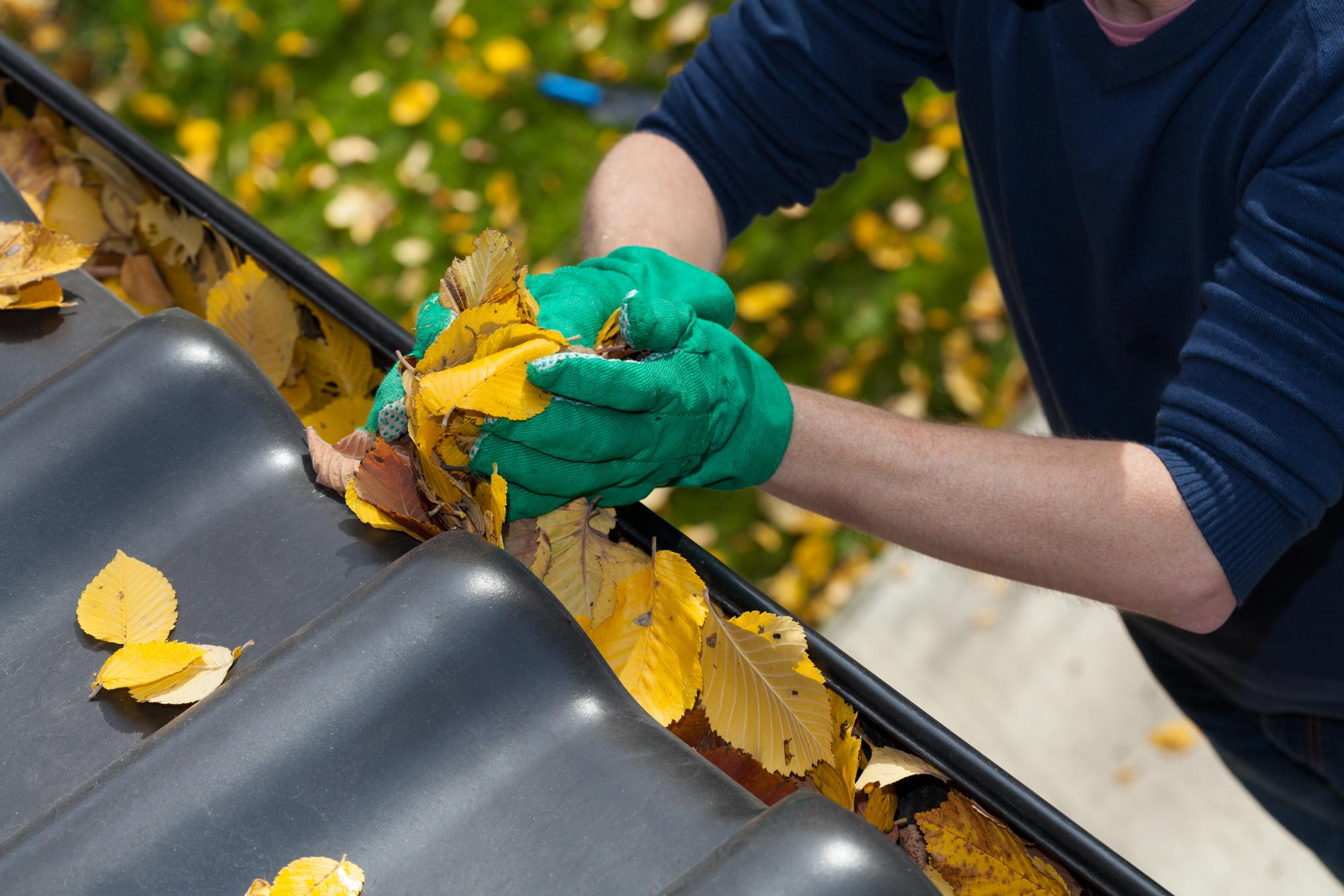 Cleaning Gutters Cleaning the rain gutter during autumn