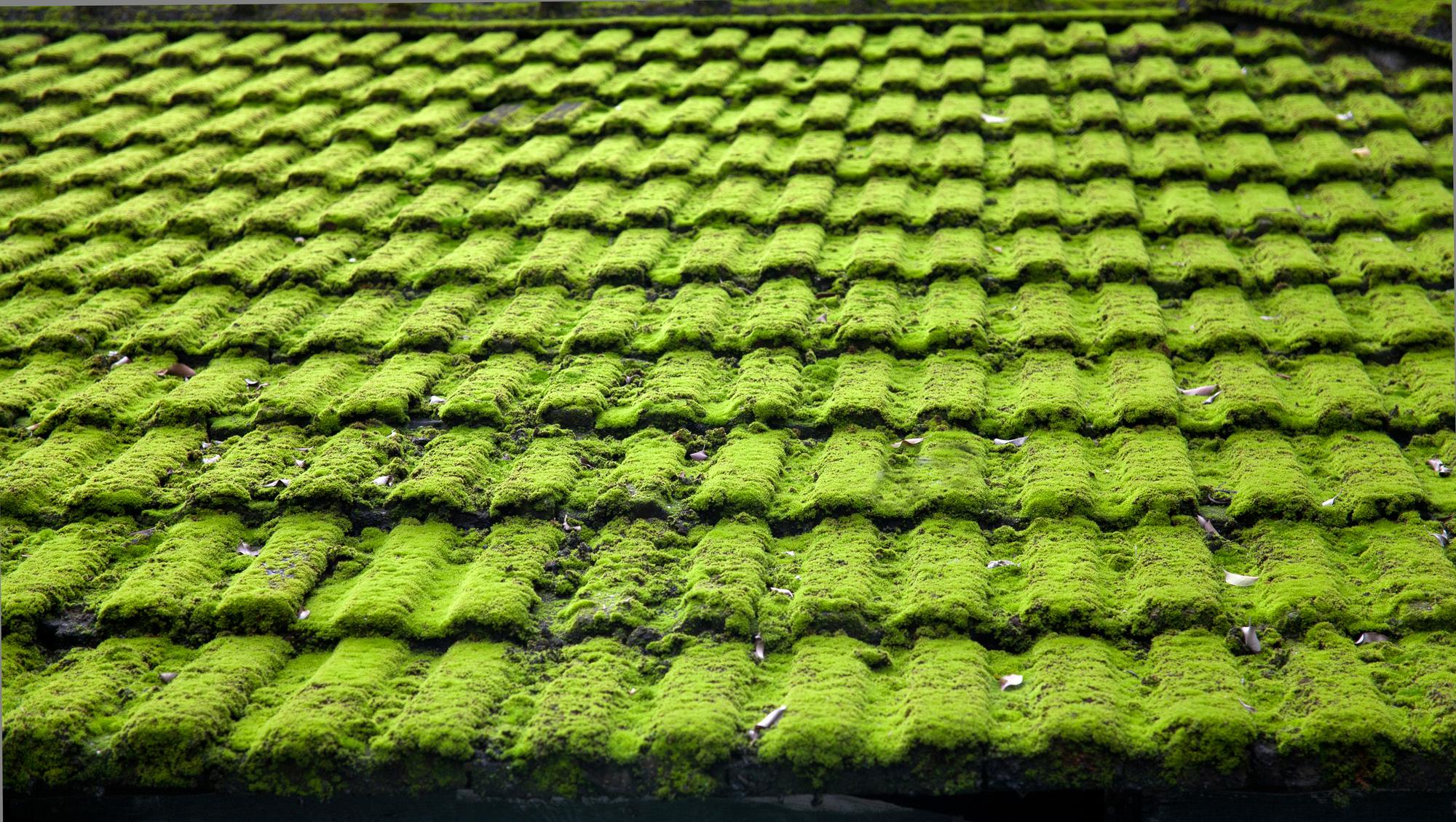 Moss and Mold